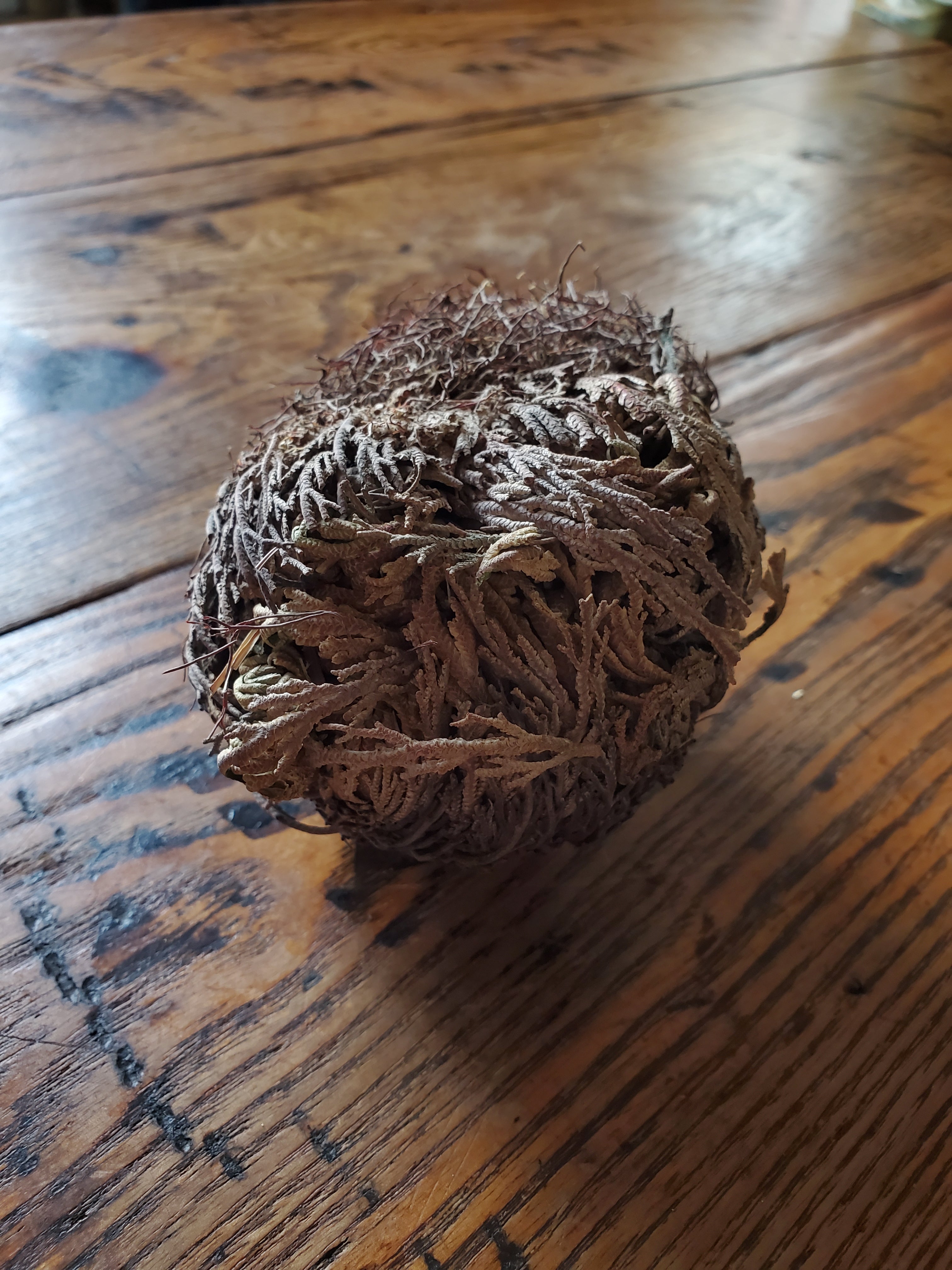 rose of jericho plant prayer Rose of Jericho – Curio, Craft & Conjure