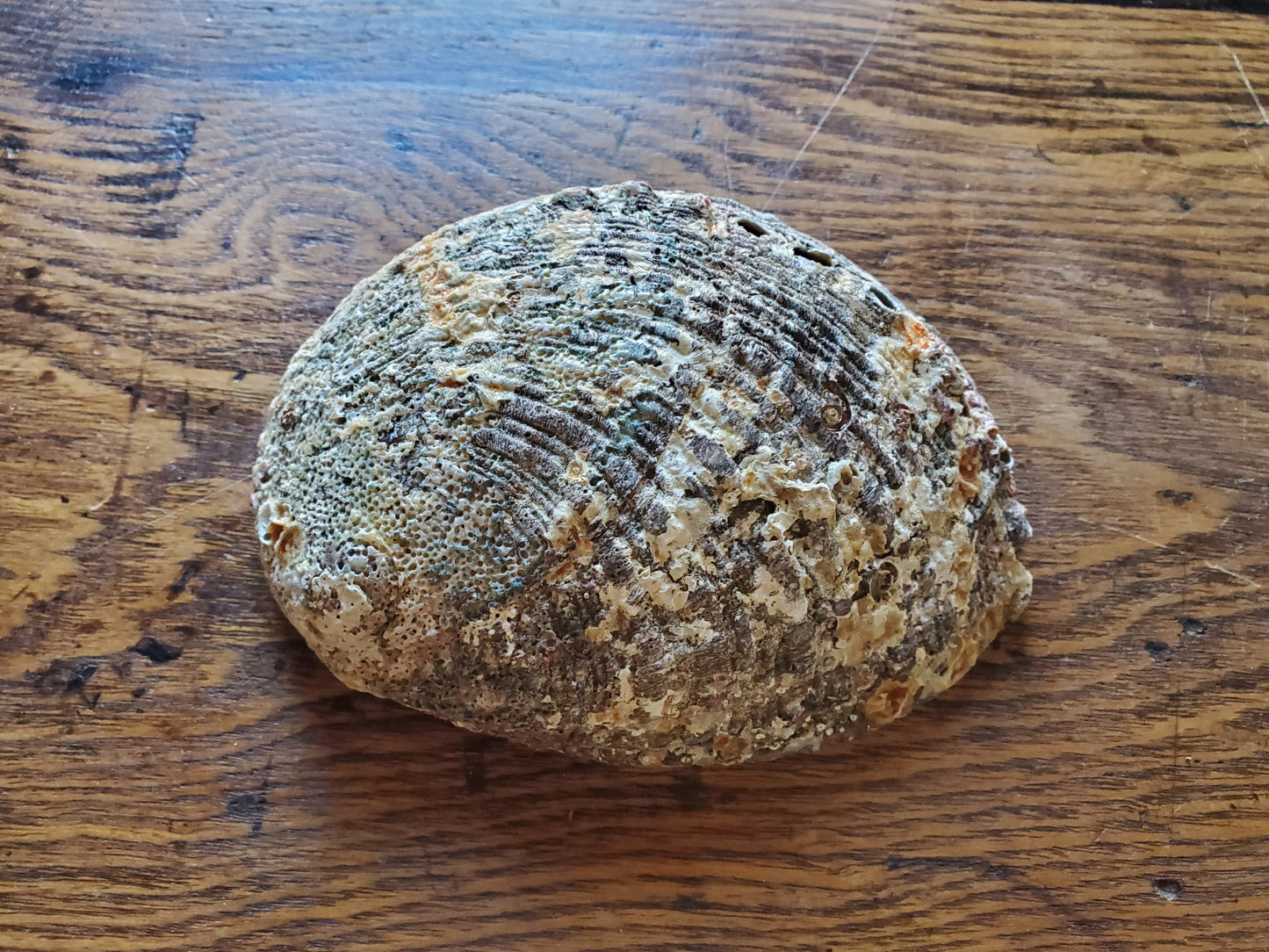 Abalone Shell - 5 inch