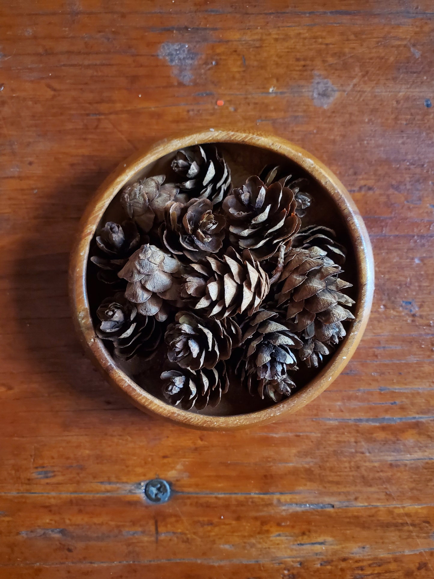 Hemlock Cones - Sold Individually