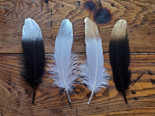 Gold or Silver Tipped Feather - Sold Individually