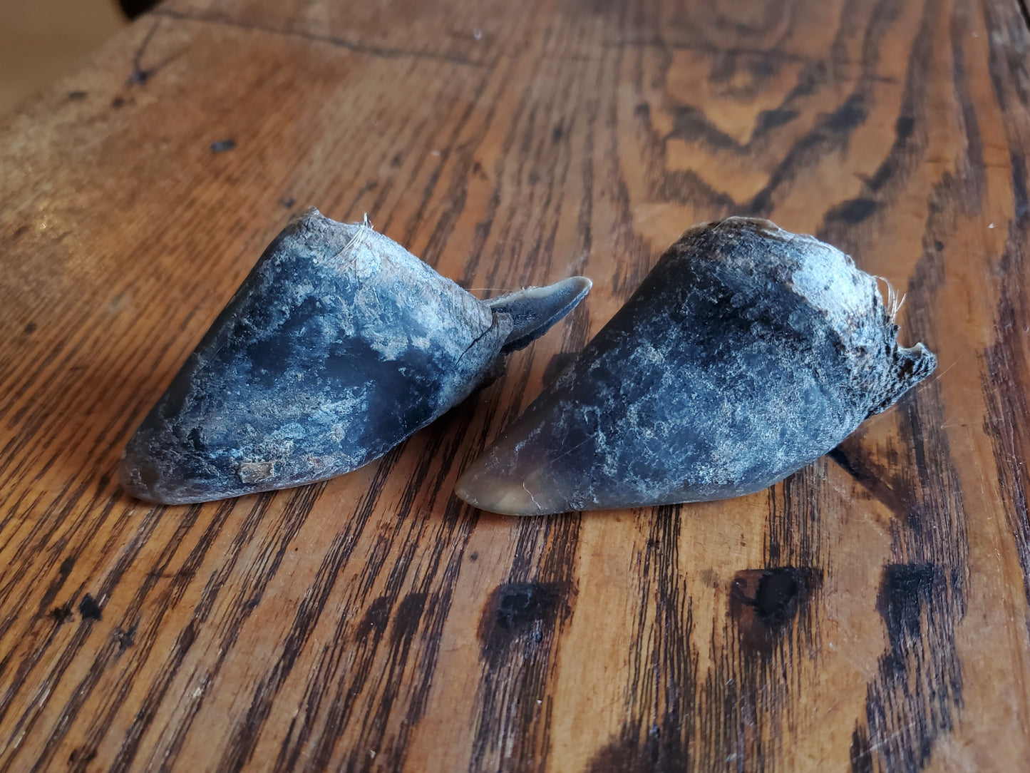 Deer Toe Sheath - Sold Individually