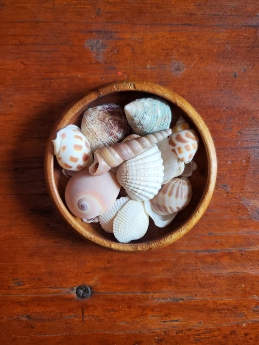Seashell - Sold Individually