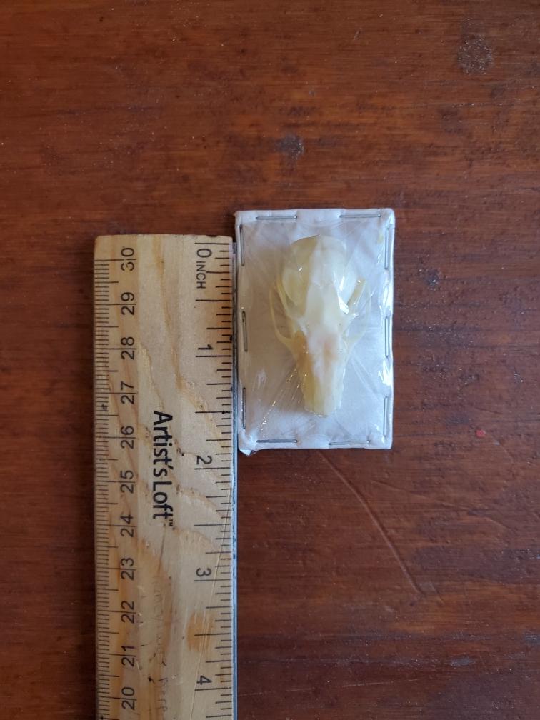 Bat Skull