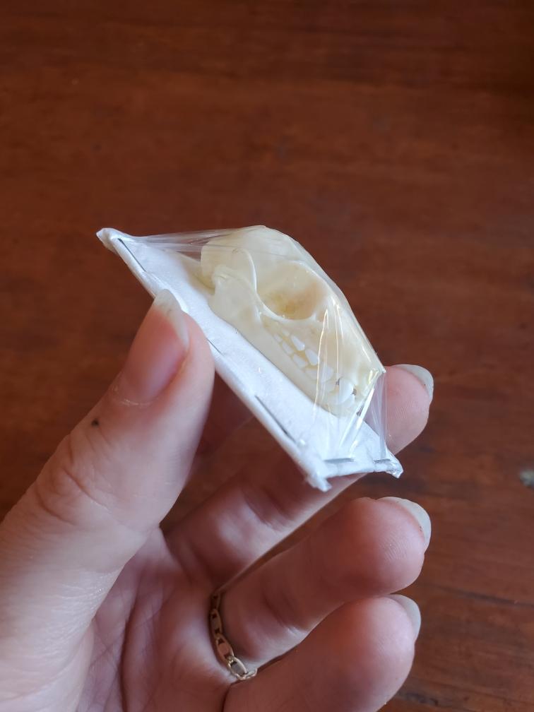 Bat Skull