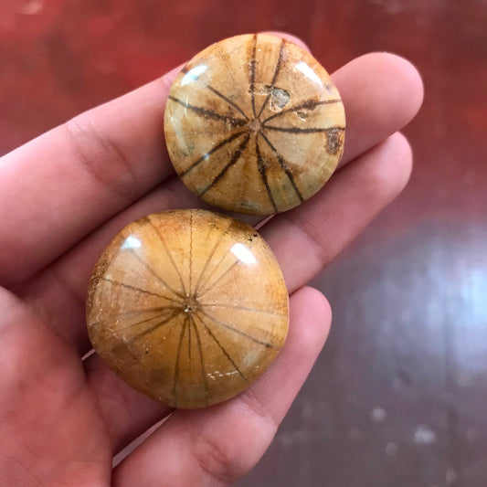Sand Dollar Fossils - Small
