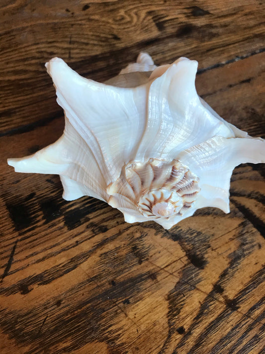 Dakshinavarti Whelk Shell