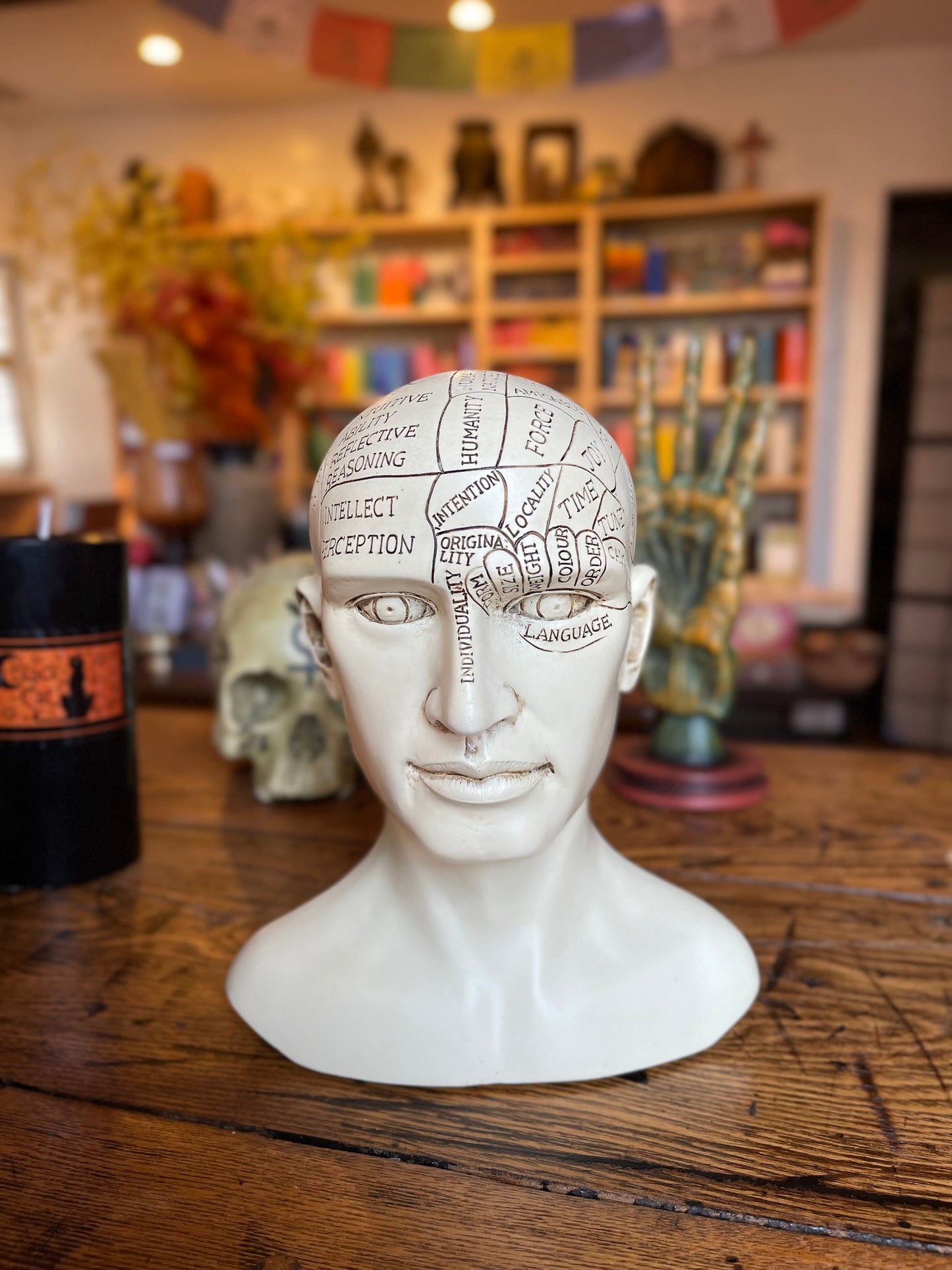 Phrenology Head