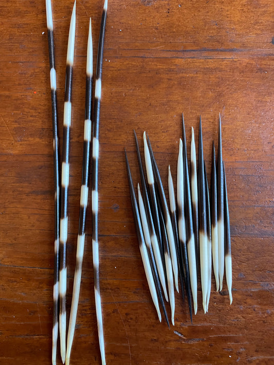 Porcupine Quill - Sold Individually
