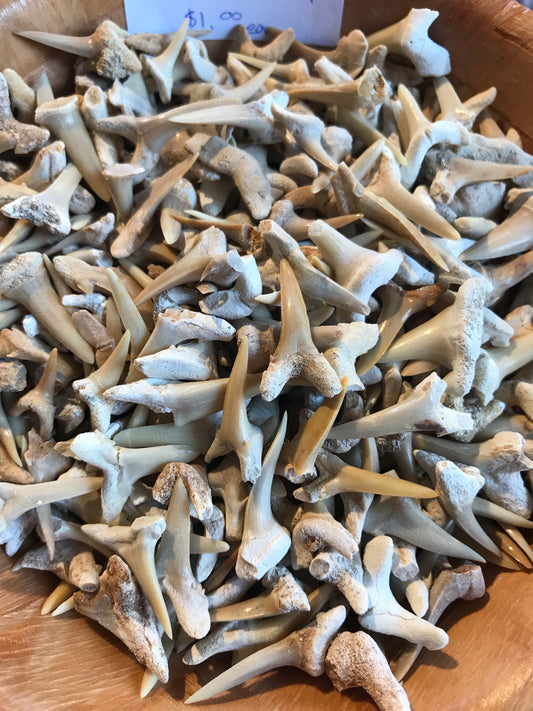Fossilized Shark Teeth