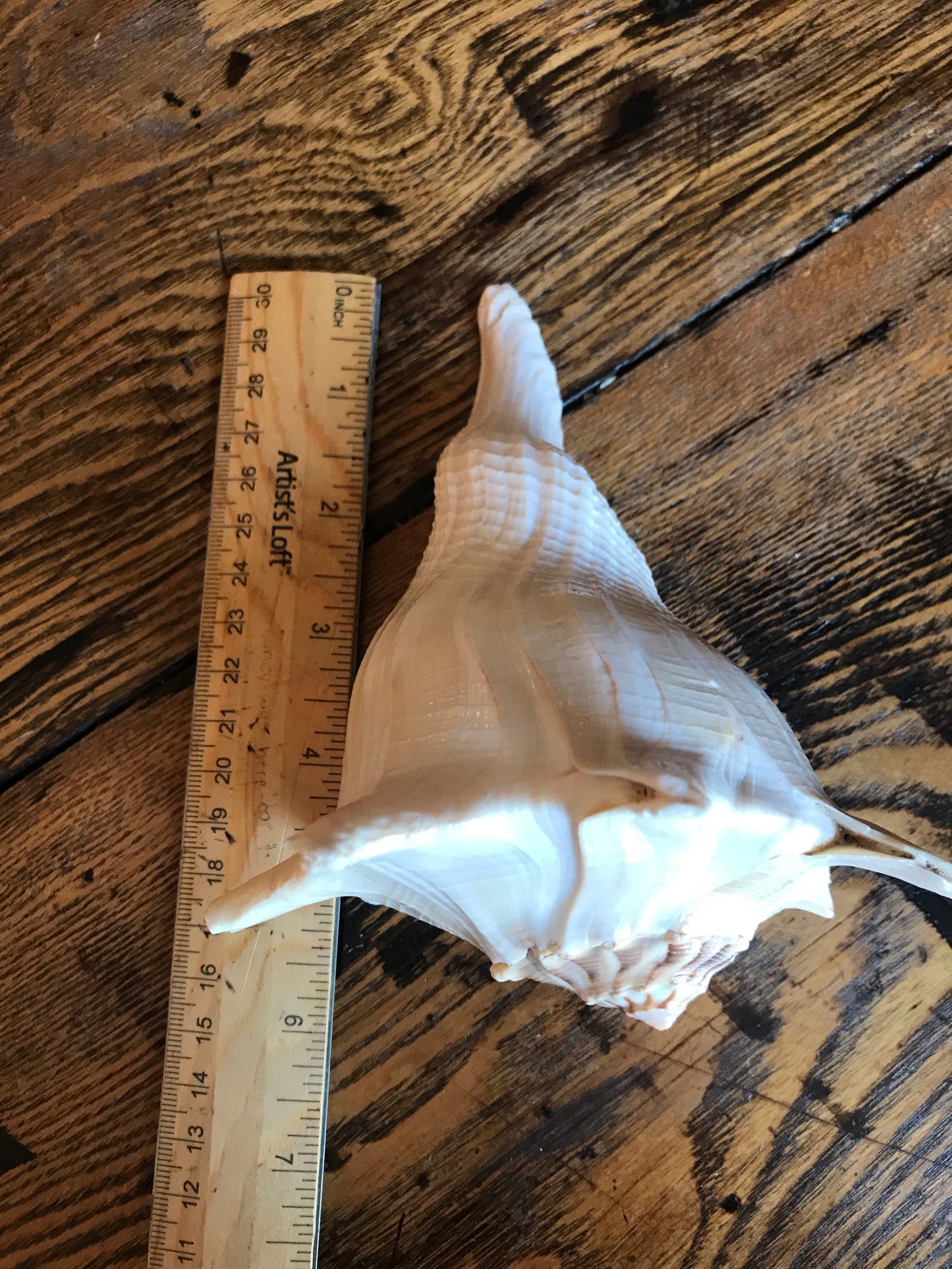 Dakshinavarti Whelk Shell
