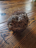 Rose of Jericho