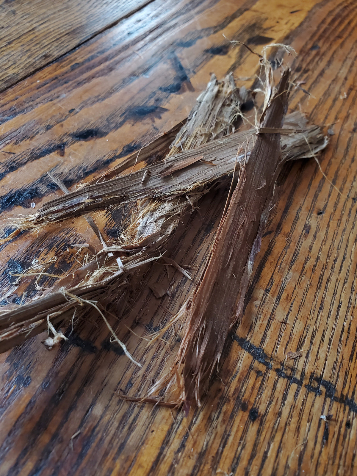 Lightning Struck Tree Bark