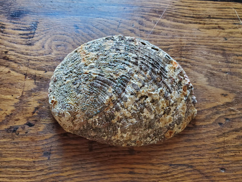 Abalone Shell - 5 - 6 inch