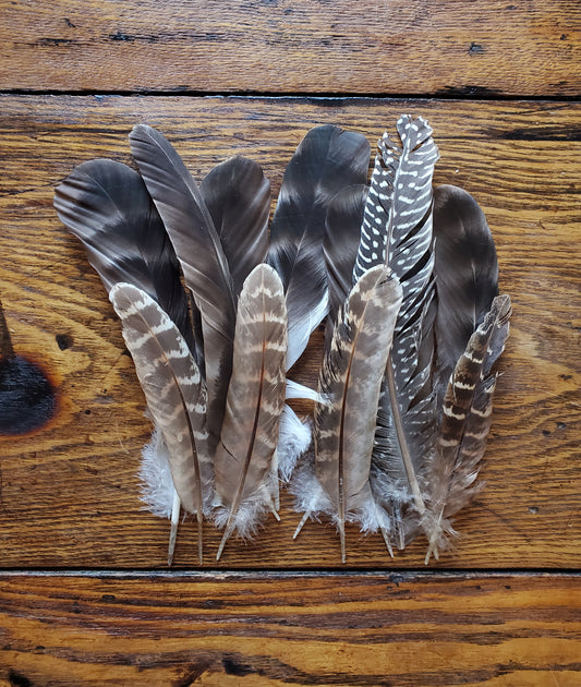 Assorted Feather - Sold Individually