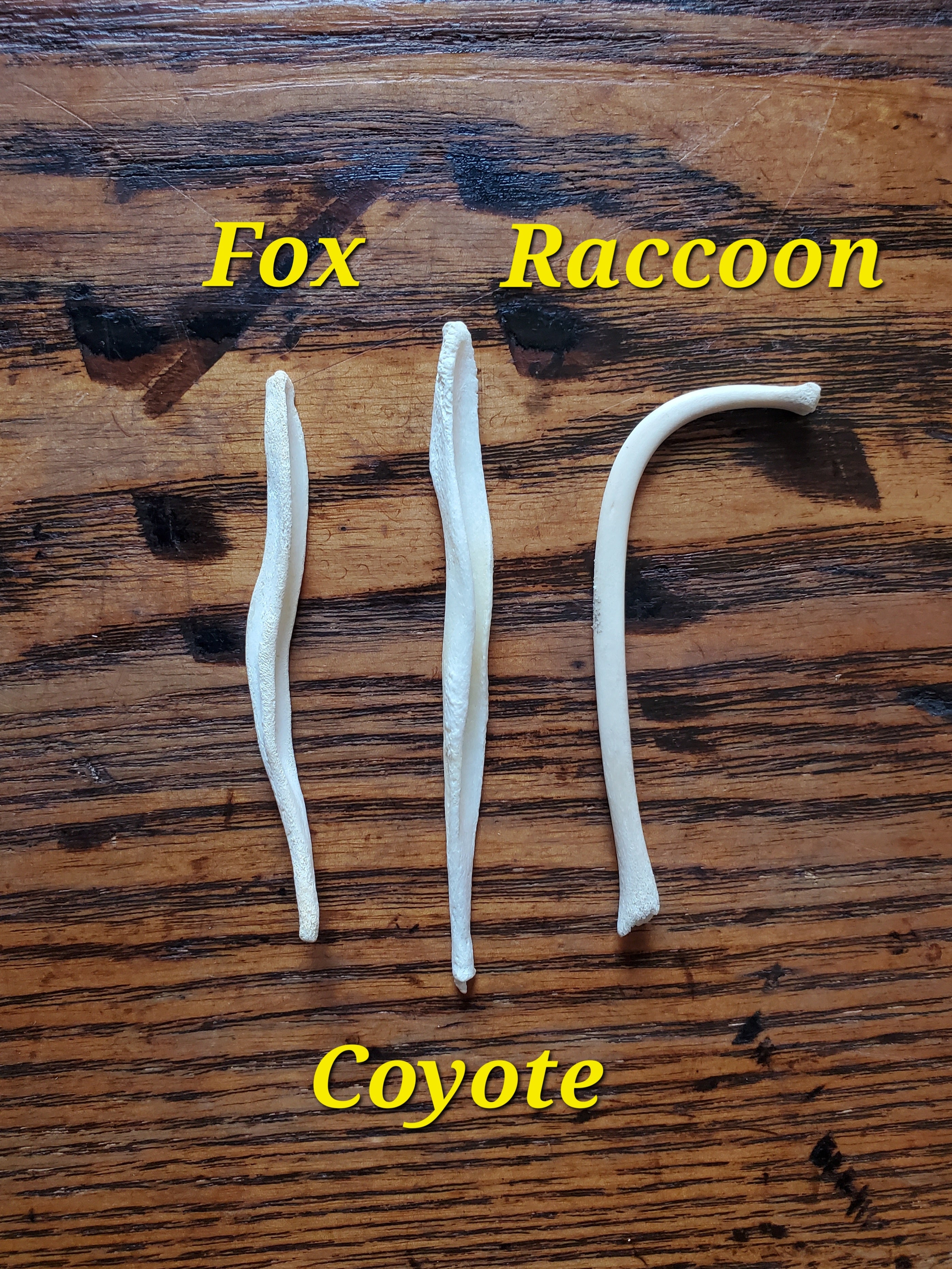 Baculums - Sold Individually