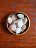 Seashell - Sold Individually
