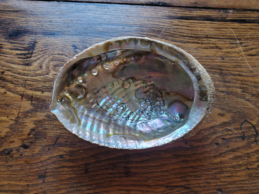 Abalone Shell - 5 inch