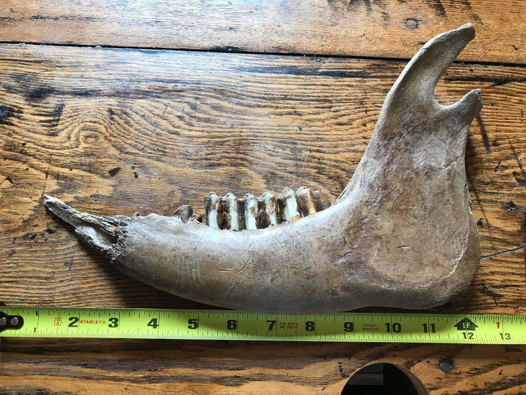 Bison Mandible