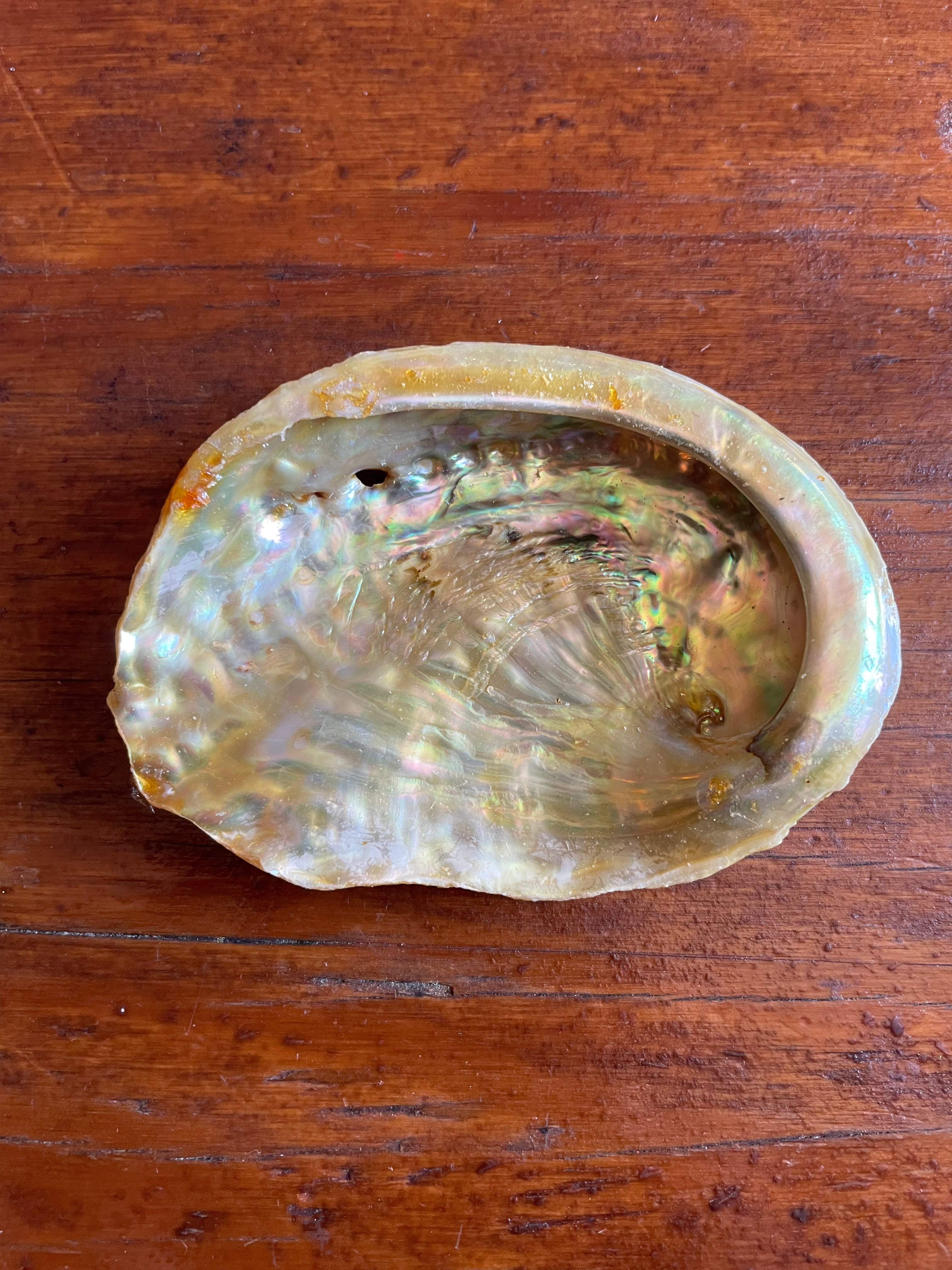 Abalone Shell- 4 inch – Curio, Craft & Conjure