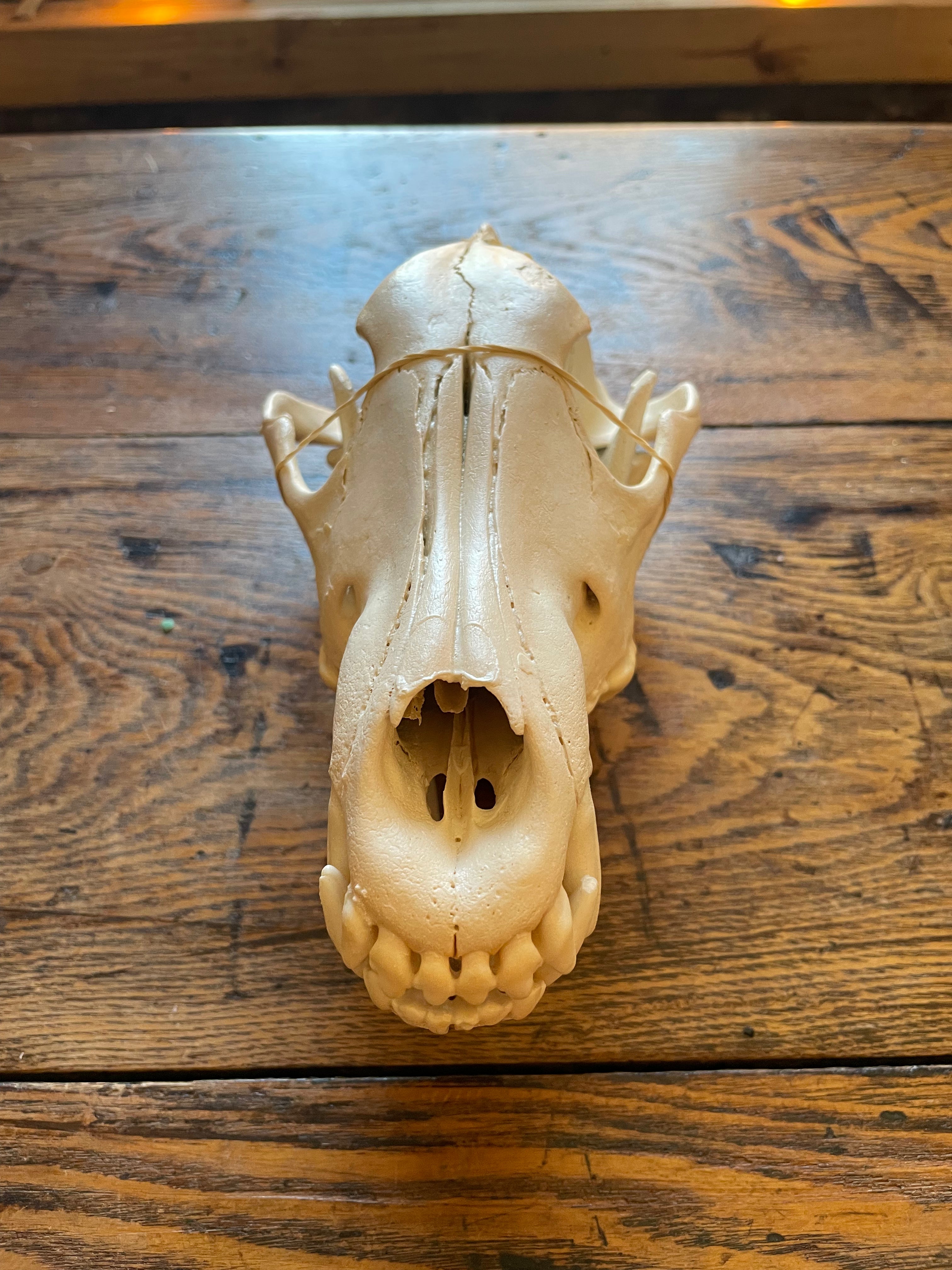 Wolf Skull
