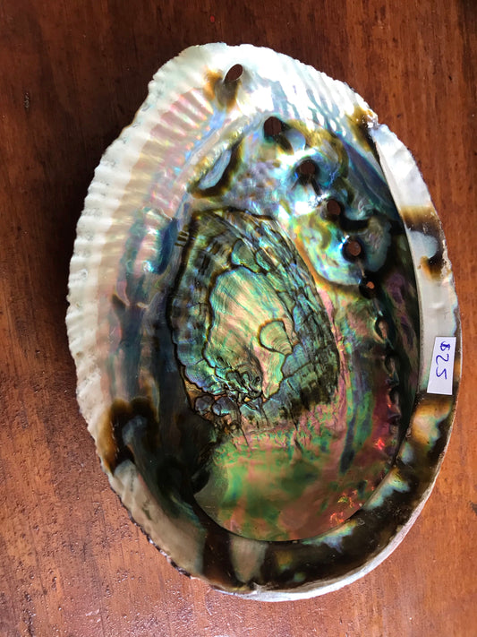 Abalone Shell- large
