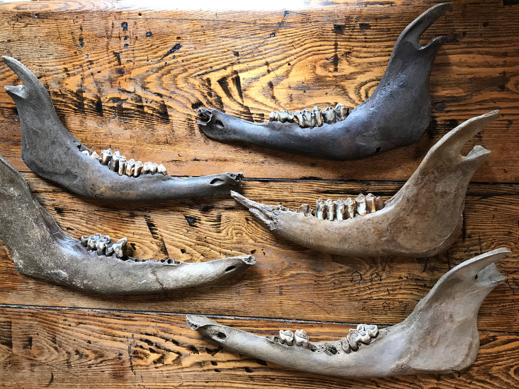 Bison Mandible