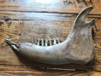 Bison Mandible