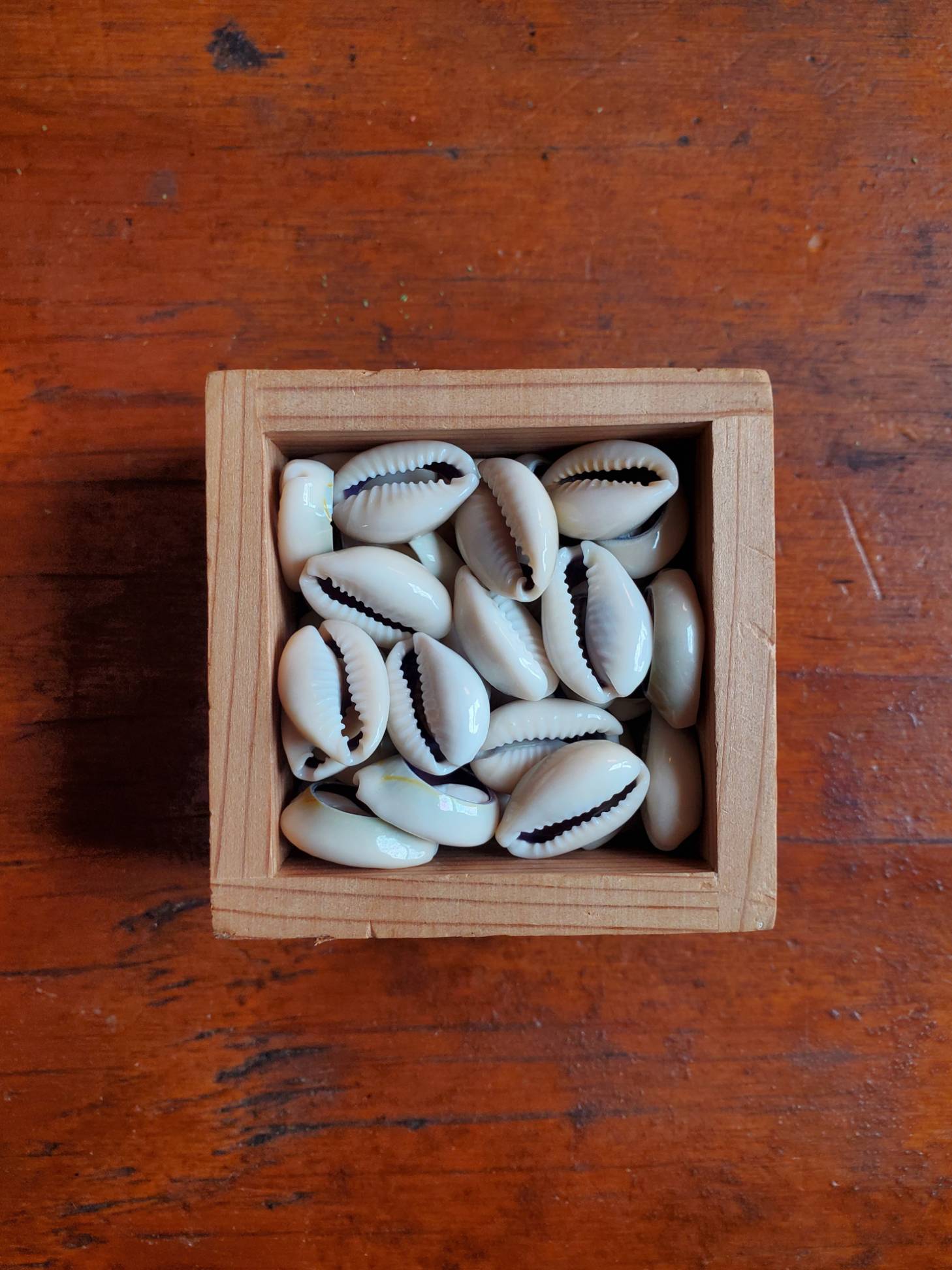 Cowrie Shell - Sold Individually – Curio, Craft & Conjure