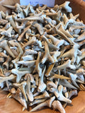 Fossilized Shark Teeth