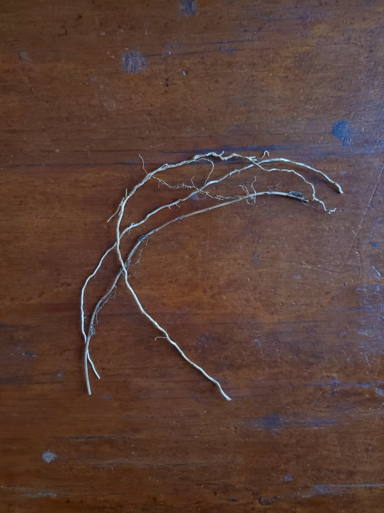 Patchouli Root - 3 pieces